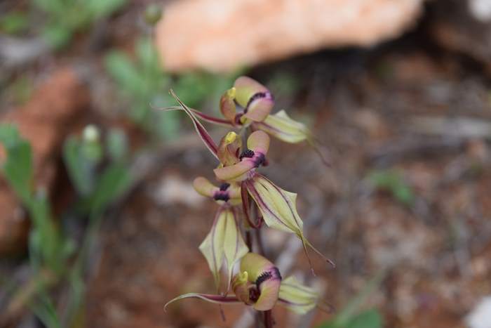 Caladenia cristata - Crested Spider Orchid-Sep-2018p0005.JPG